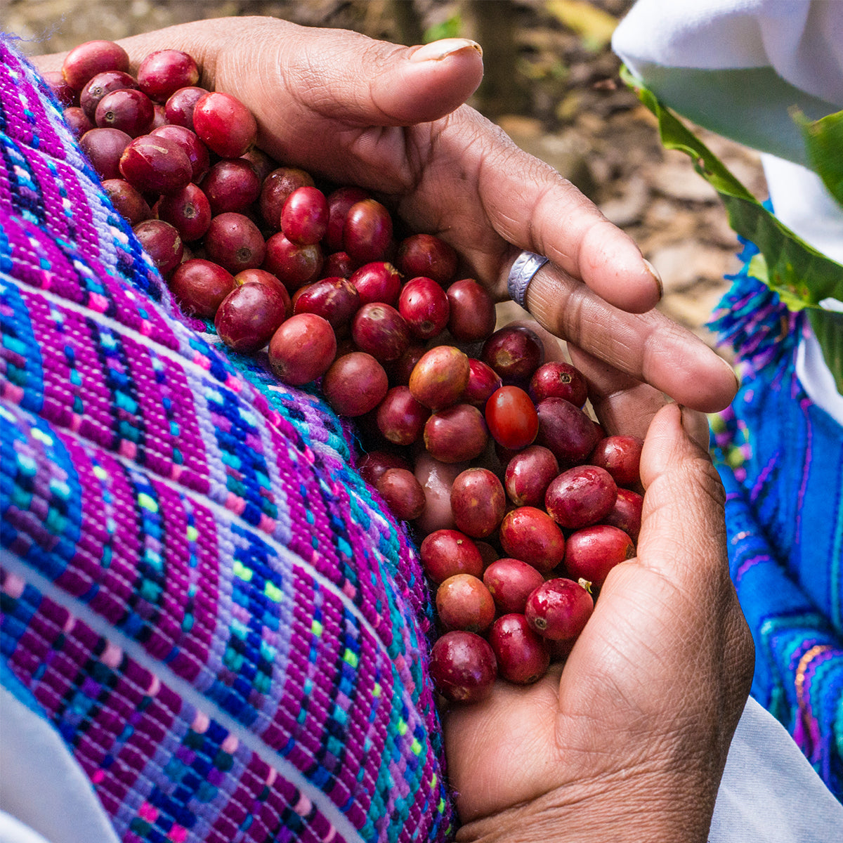 Aprovechamiento del cultivo de café: Té de cerezo de café