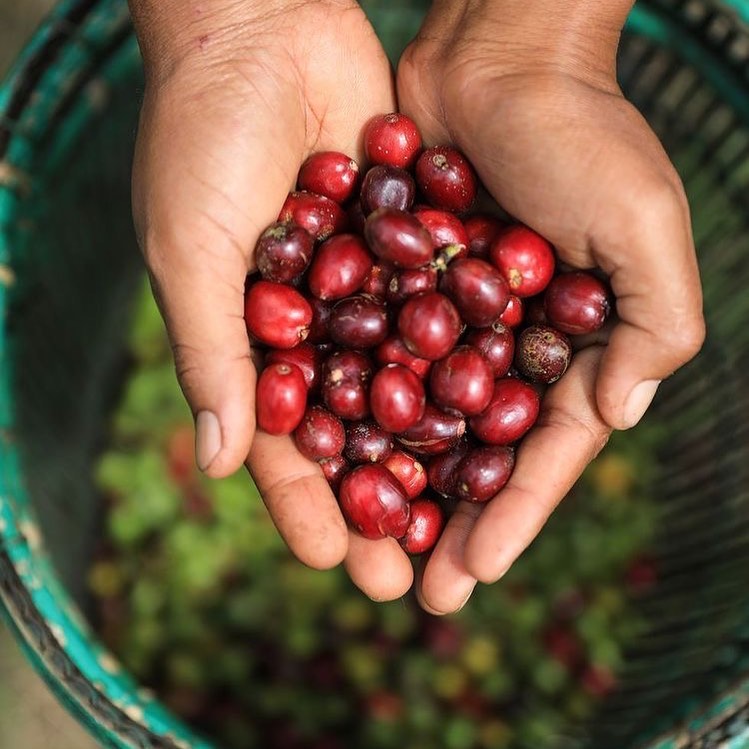 CAFÉ DE CHIAPAS