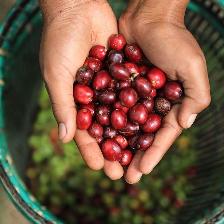 CAFÉ DE ESPECIALIDAD DE CHIAPAS